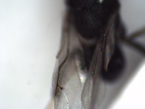 Perilampus ruficornis